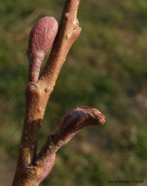 Fotografia 10 da espécie Alnus cordata no Jardim Botânico UTAD