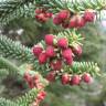 Fotografia 5 da espécie Abies pinsapo do Jardim Botânico UTAD