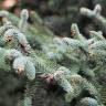 Fotografia 6 da espécie Abies pinsapo do Jardim Botânico UTAD
