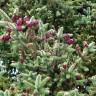 Fotografia 8 da espécie Abies pinsapo do Jardim Botânico UTAD