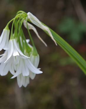 Fotografia 11 da espécie Allium triquetrum no Jardim Botânico UTAD