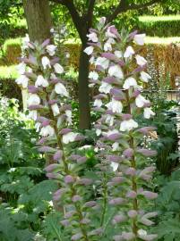 Fotografia da espécie Acanthus mollis