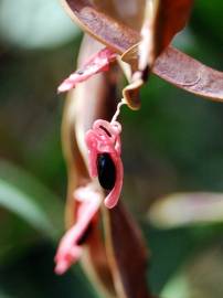 Fotografia da espécie Acacia melanoxylon