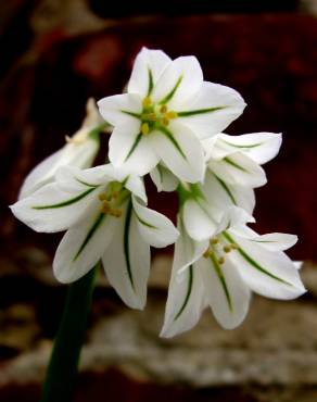 Fotografia 13 da espécie Allium triquetrum no Jardim Botânico UTAD