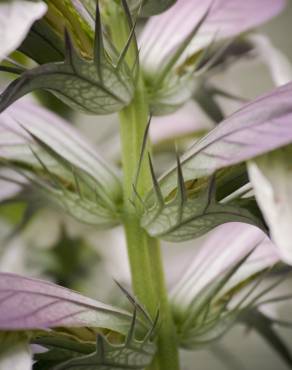 Fotografia 11 da espécie Acanthus mollis no Jardim Botânico UTAD