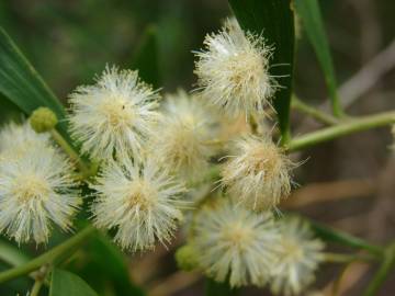 Fotografia da espécie Acacia melanoxylon