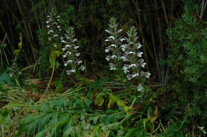 Fotografia da espécie Acanthus mollis