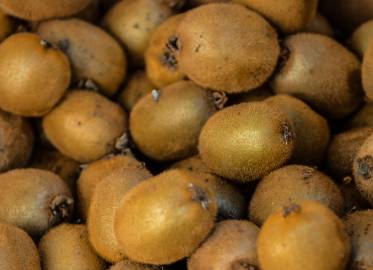 Fotografia da espécie Actinidia deliciosa