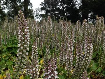 Fotografia da espécie Acanthus mollis