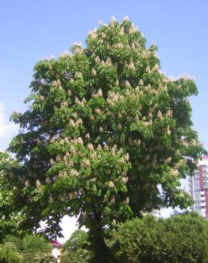 Fotografia 9 da espécie Aesculus hippocastanum no Jardim Botânico UTAD