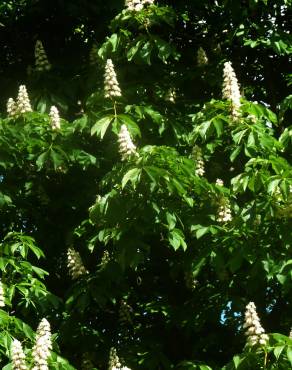 Fotografia 10 da espécie Aesculus hippocastanum no Jardim Botânico UTAD