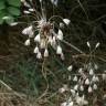 Fotografia 6 da espécie Allium oleraceum do Jardim Botânico UTAD