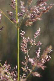 Fotografia da espécie Agrostis capillaris