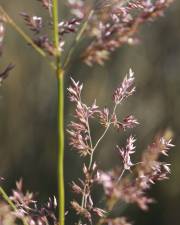 Fotografia da espécie Agrostis capillaris