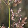 Fotografia 1 da espécie Agrostis capillaris do Jardim Botânico UTAD