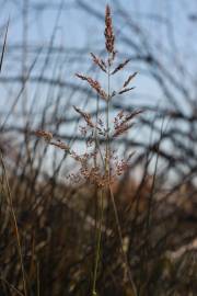 Fotografia da espécie Agrostis capillaris