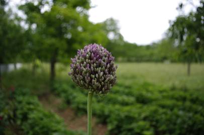 Fotografia da espécie Allium ampeloprasum