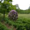 Fotografia 11 da espécie Allium ampeloprasum do Jardim Botânico UTAD