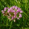 Fotografia 12 da espécie Allium ampeloprasum do Jardim Botânico UTAD