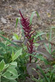 Fotografia da espécie Amaranthus hypochondriacus