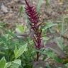 Fotografia 3 da espécie Amaranthus hypochondriacus do Jardim Botânico UTAD