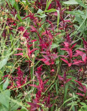 Fotografia 4 da espécie Amaranthus hypochondriacus no Jardim Botânico UTAD