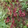 Fotografia 4 da espécie Amaranthus hypochondriacus do Jardim Botânico UTAD