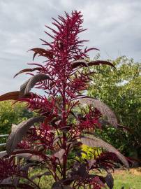 Fotografia da espécie Amaranthus hypochondriacus