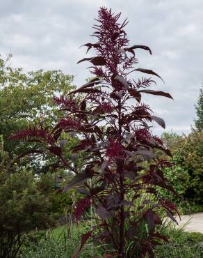 Fotografia 6 da espécie Amaranthus hypochondriacus no Jardim Botânico UTAD