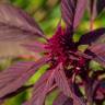 Fotografia 7 da espécie Amaranthus hypochondriacus do Jardim Botânico UTAD