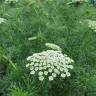 Fotografia 6 da espécie Ammi visnaga do Jardim Botânico UTAD