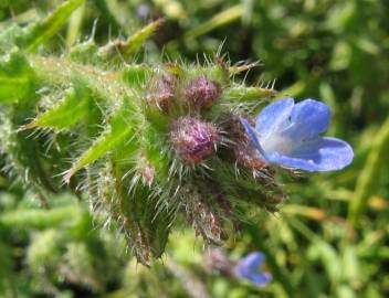 Fotografia da espécie Anchusa arvensis