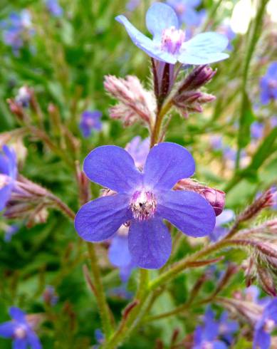 Fotografia de capa Anchusa arvensis - do Jardim Botânico