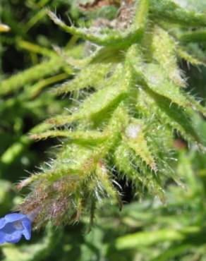 Fotografia 5 da espécie Anchusa arvensis no Jardim Botânico UTAD