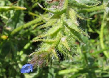 Fotografia da espécie Anchusa arvensis