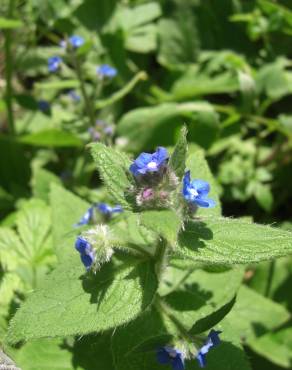 Fotografia 6 da espécie Anchusa arvensis no Jardim Botânico UTAD