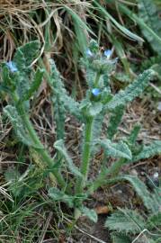 Fotografia da espécie Anchusa arvensis