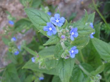 Fotografia da espécie Anchusa arvensis