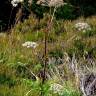 Fotografia 5 da espécie Angelica sylvestris do Jardim Botânico UTAD