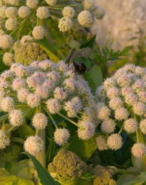 Fotografia 6 da espécie Angelica sylvestris no Jardim Botânico UTAD