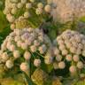 Fotografia 6 da espécie Angelica sylvestris do Jardim Botânico UTAD