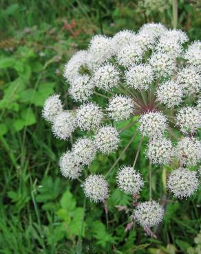 Fotografia 7 da espécie Angelica sylvestris no Jardim Botânico UTAD