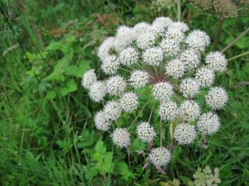 Fotografia da espécie Angelica sylvestris