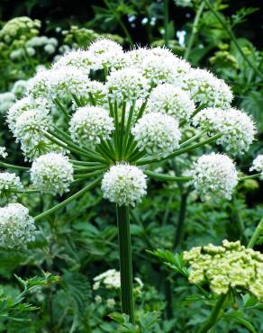 Fotografia 8 da espécie Angelica sylvestris no Jardim Botânico UTAD