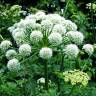 Fotografia 8 da espécie Angelica sylvestris do Jardim Botânico UTAD