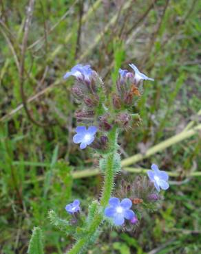 Fotografia 9 da espécie Anchusa arvensis no Jardim Botânico UTAD