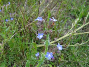 Fotografia da espécie Anchusa arvensis