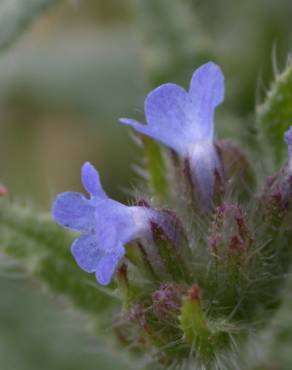 Fotografia 10 da espécie Anchusa arvensis no Jardim Botânico UTAD