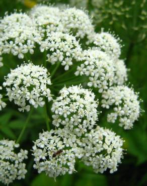 Fotografia 9 da espécie Angelica sylvestris no Jardim Botânico UTAD