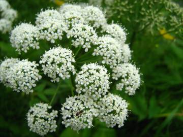 Fotografia da espécie Angelica sylvestris